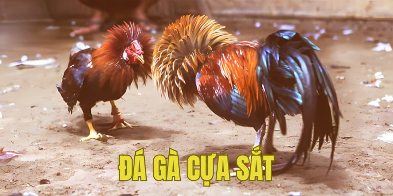 Banner www.thegioiblu-ray.com