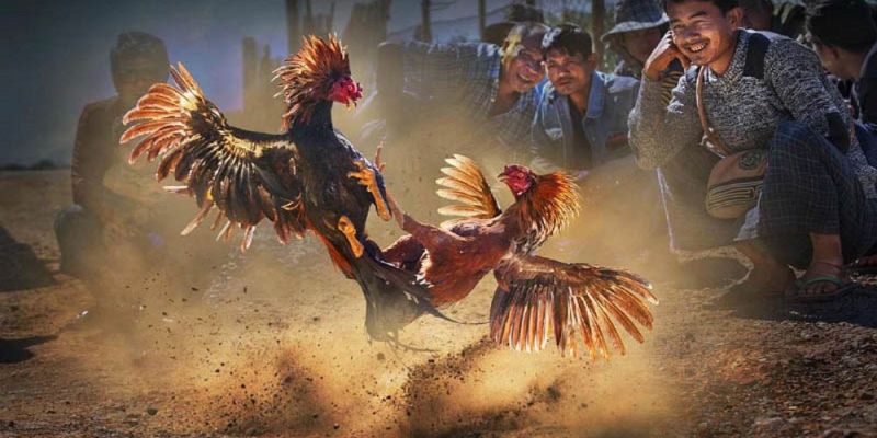 Banner www.thegioiblu-ray.com